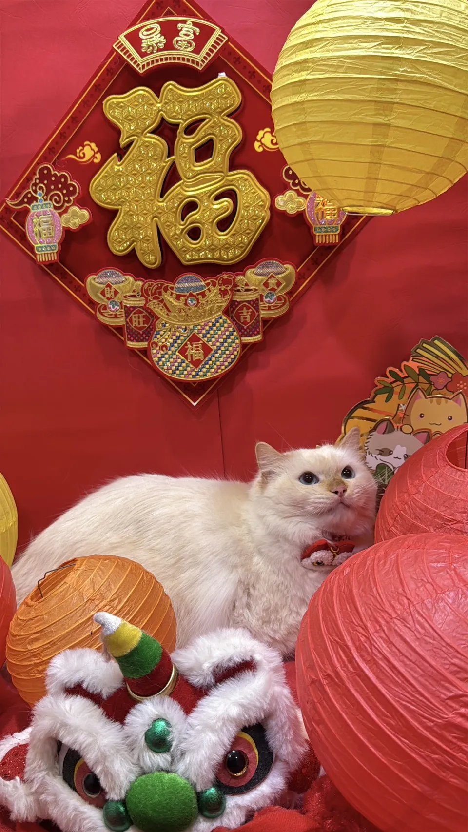 重點色布偶貓 - 薯圓