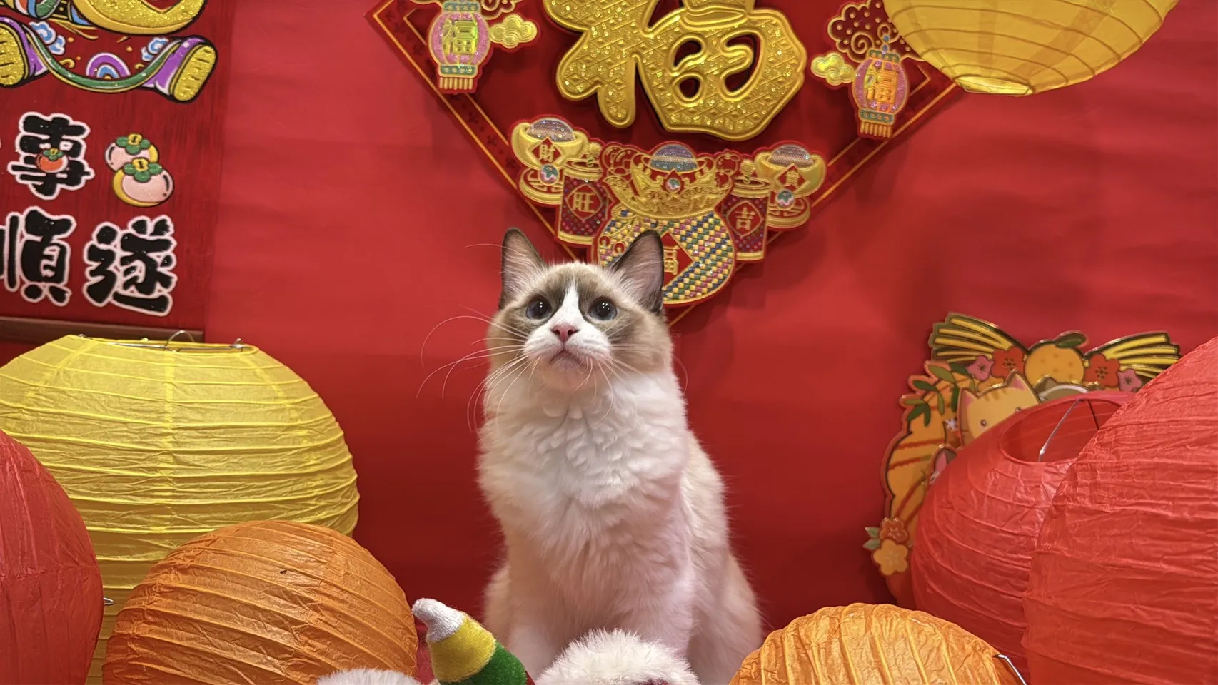 海雙布偶貓妹妹 - 冬月