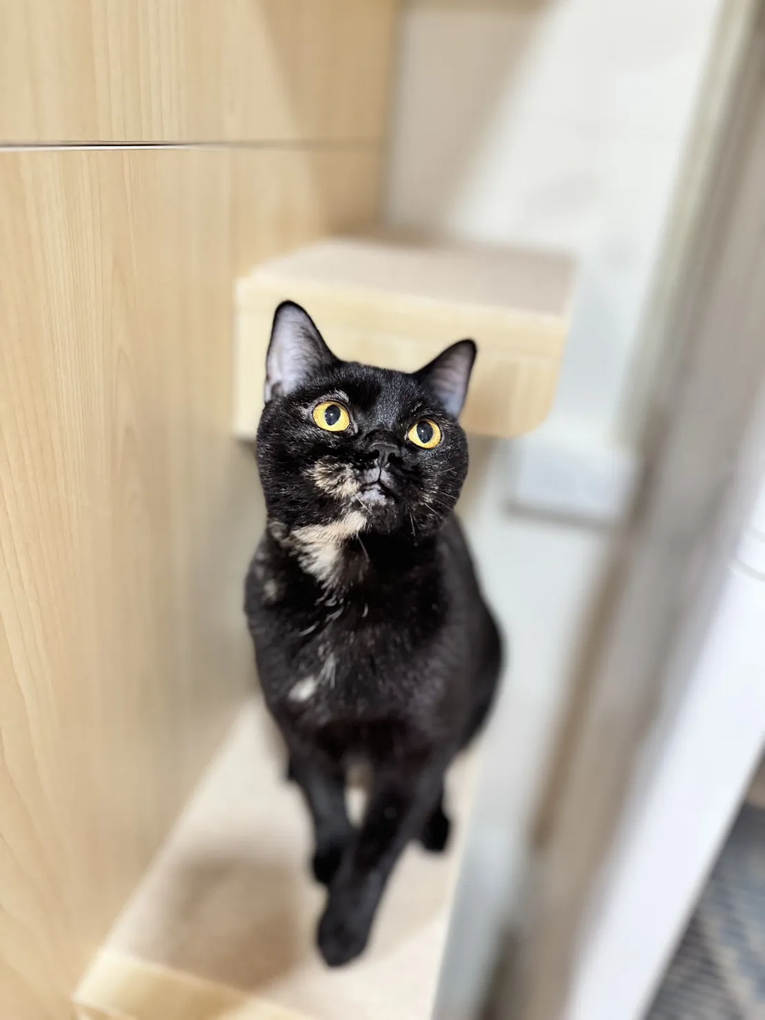 非標準曼赤肯 - 千金