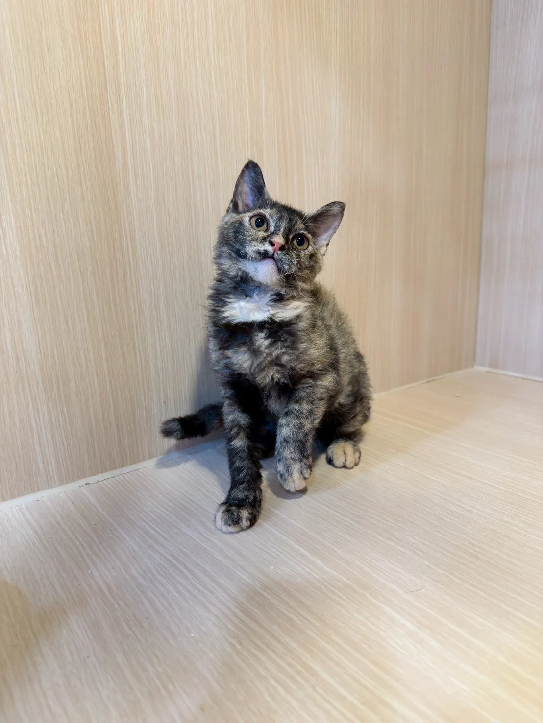 塞爾凱克捲毛貓妹妹 - 芝麻糊 