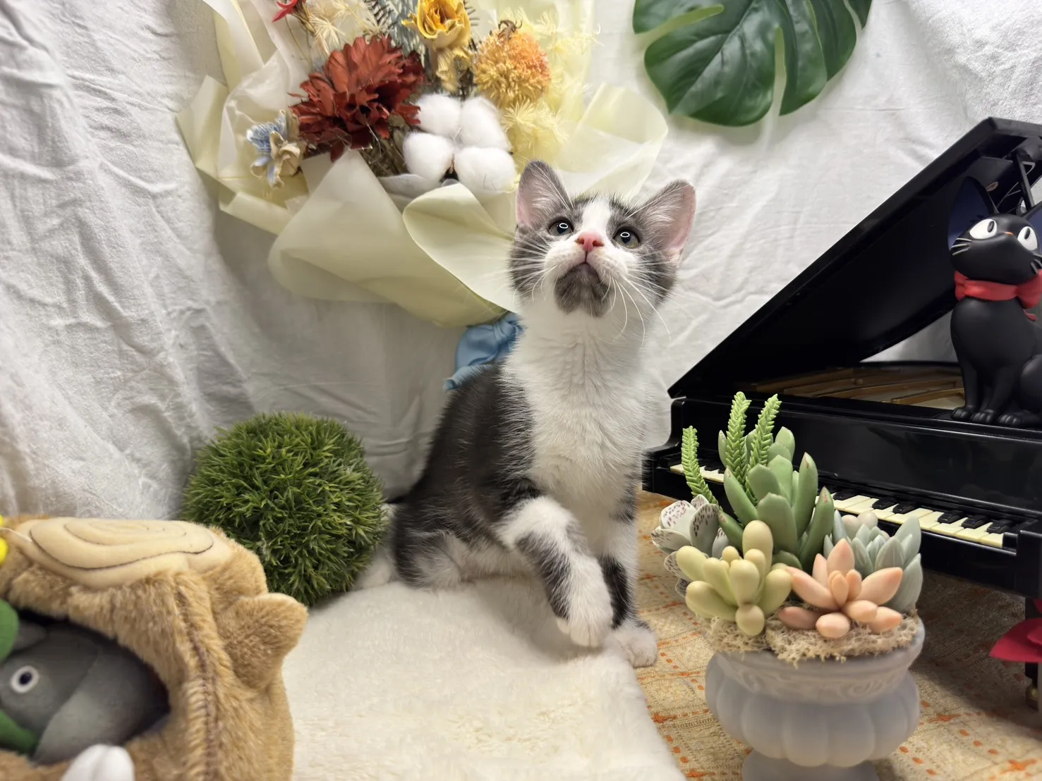 美國短毛貓弟弟-迪多