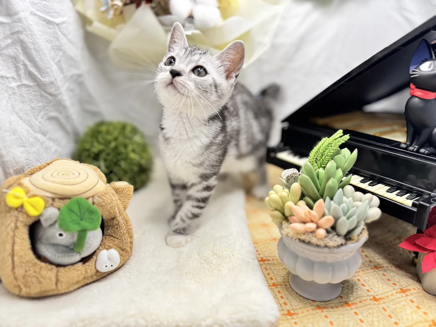 美國短毛貓妹妹-斑比