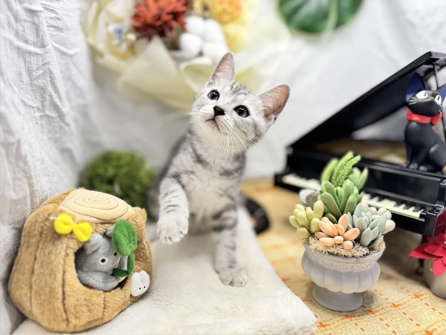 美國短毛貓弟弟-酷比