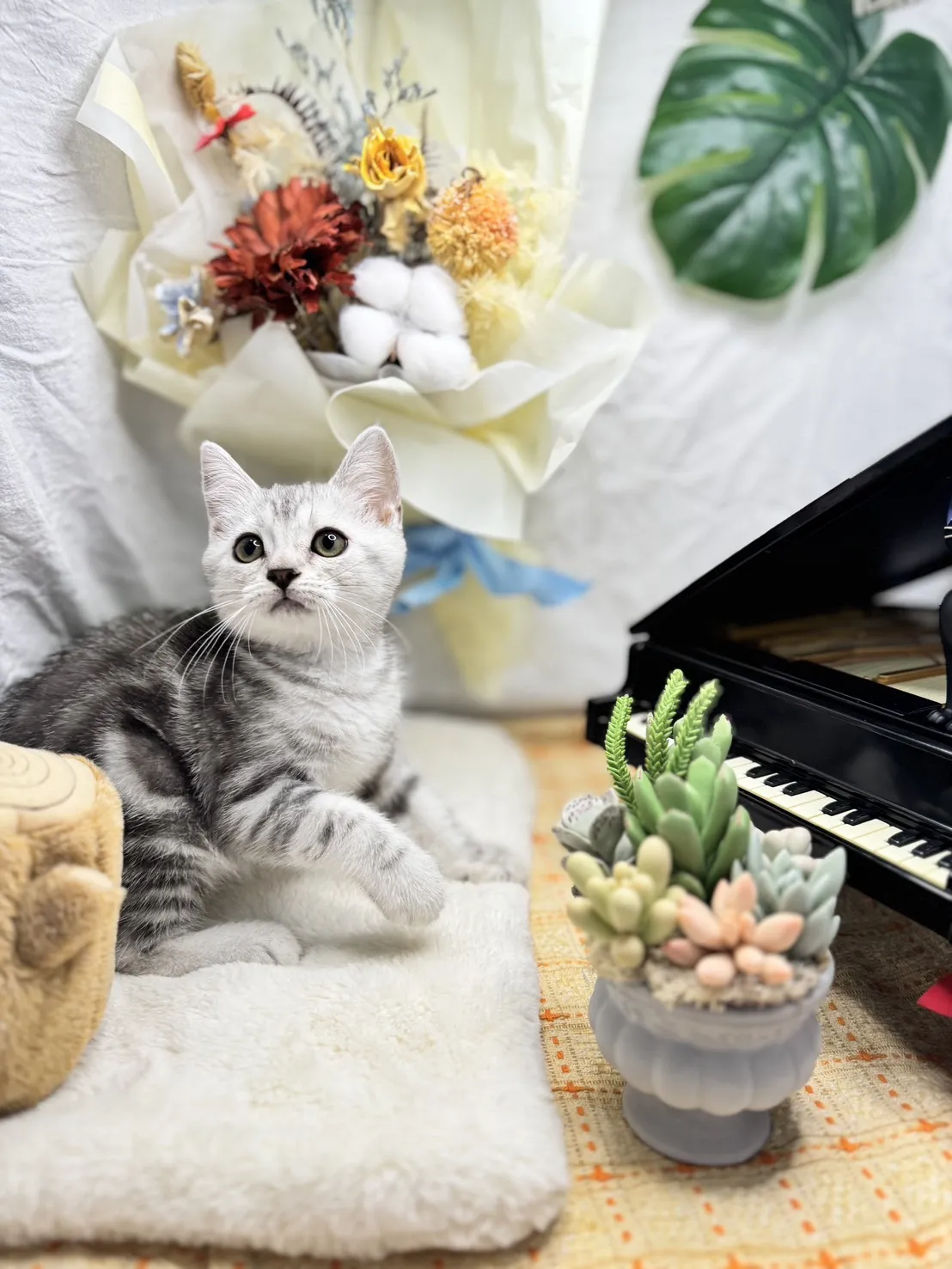 美國短毛貓妹妹-墨雪