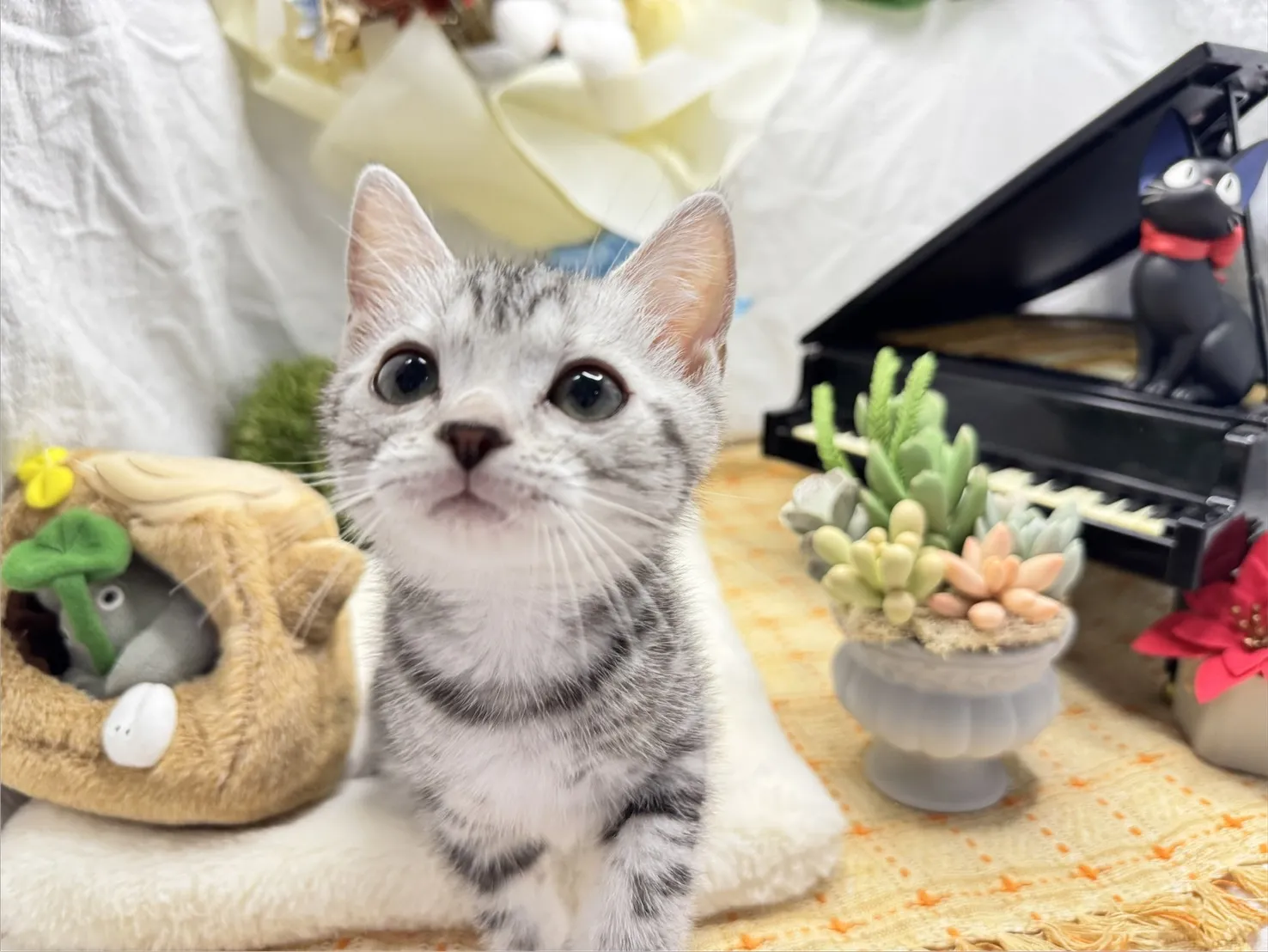 美國短毛貓妹妹-墨寶