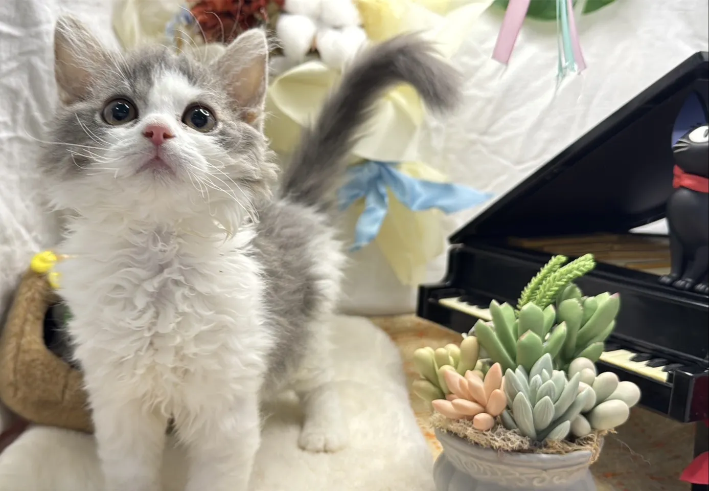 塞爾凱克捲毛貓妹妹-圓圓