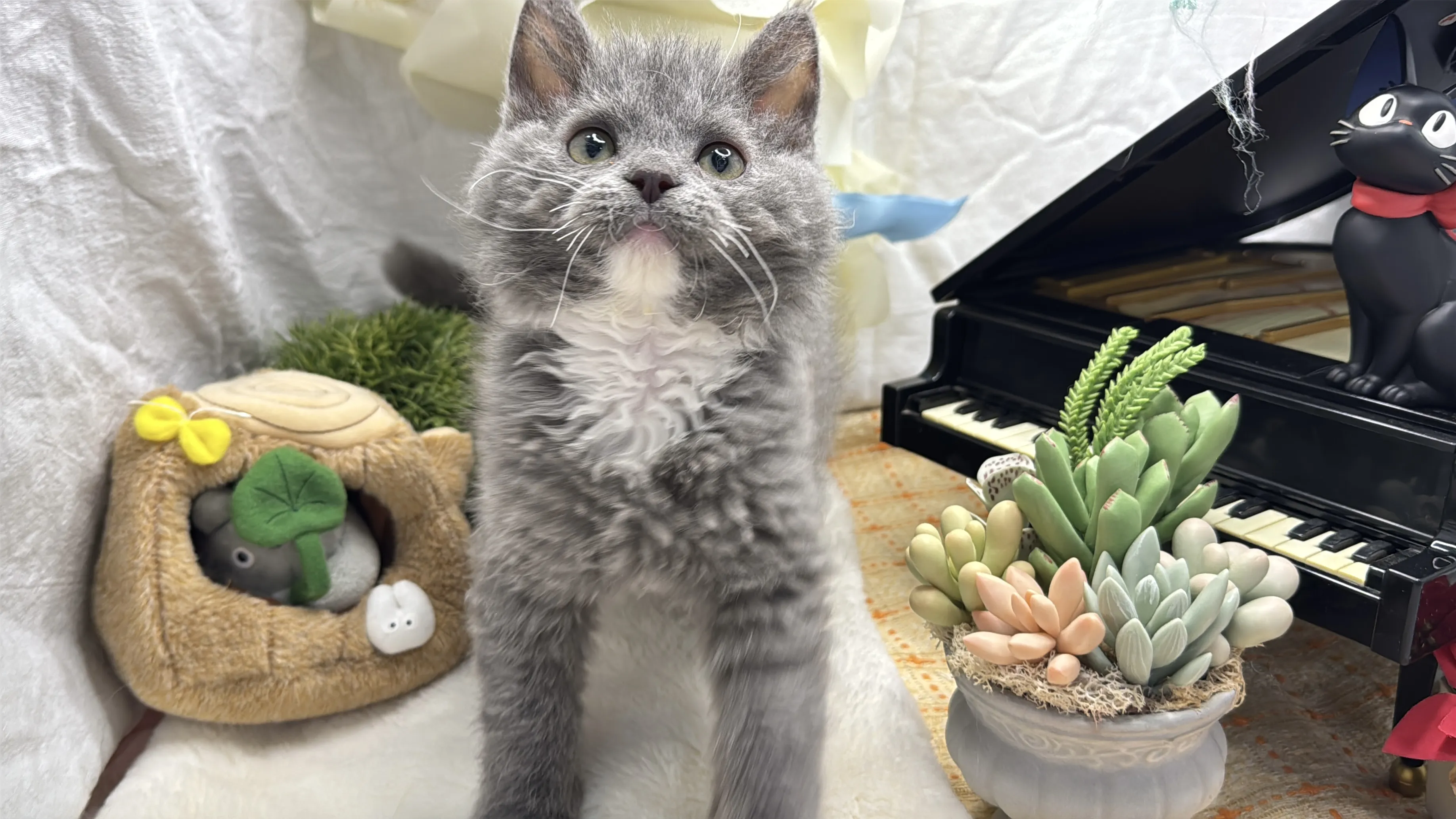 塞爾凱克捲毛貓弟弟-輝輝