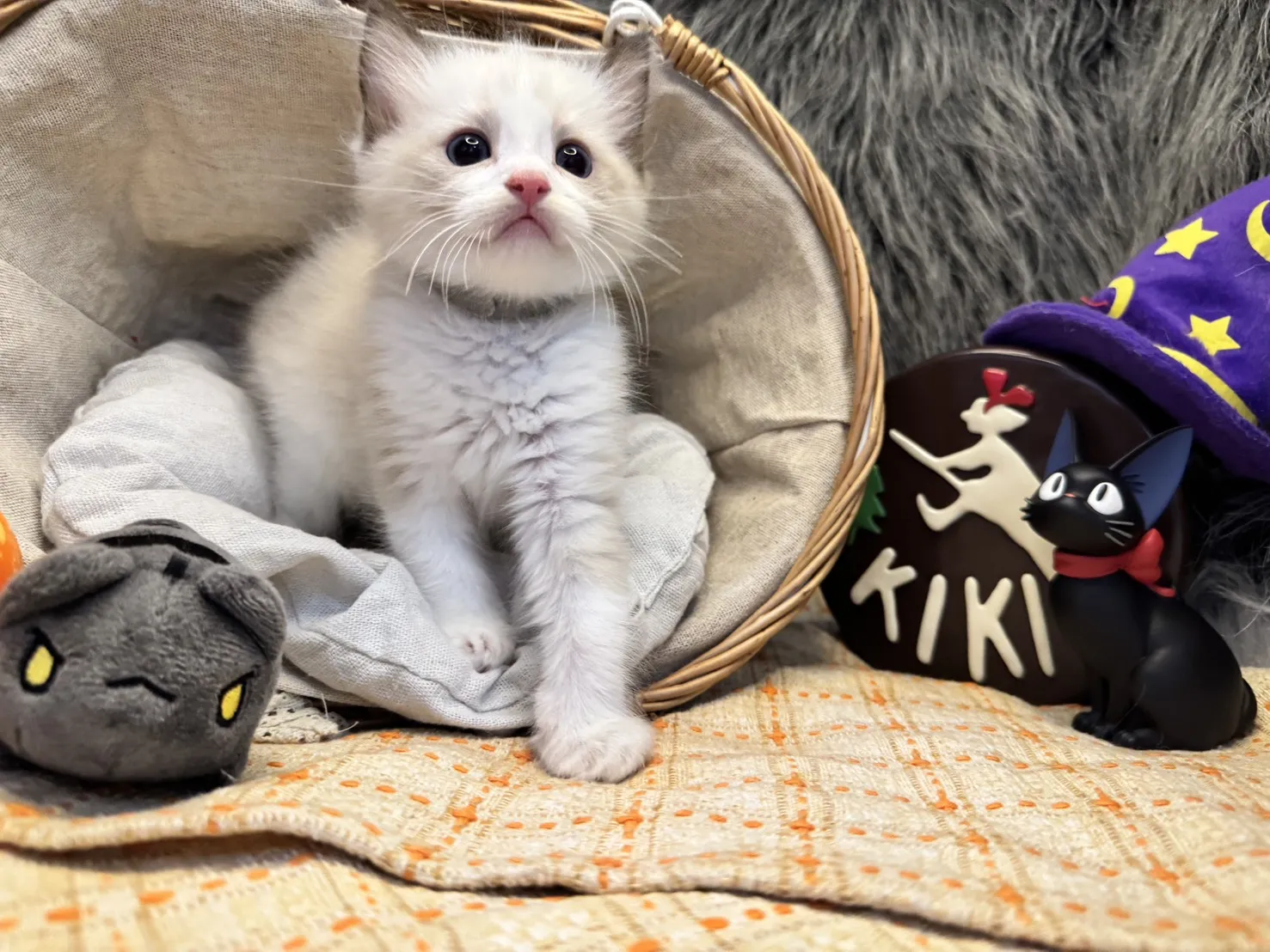 海雙布偶貓弟弟 - 安寶