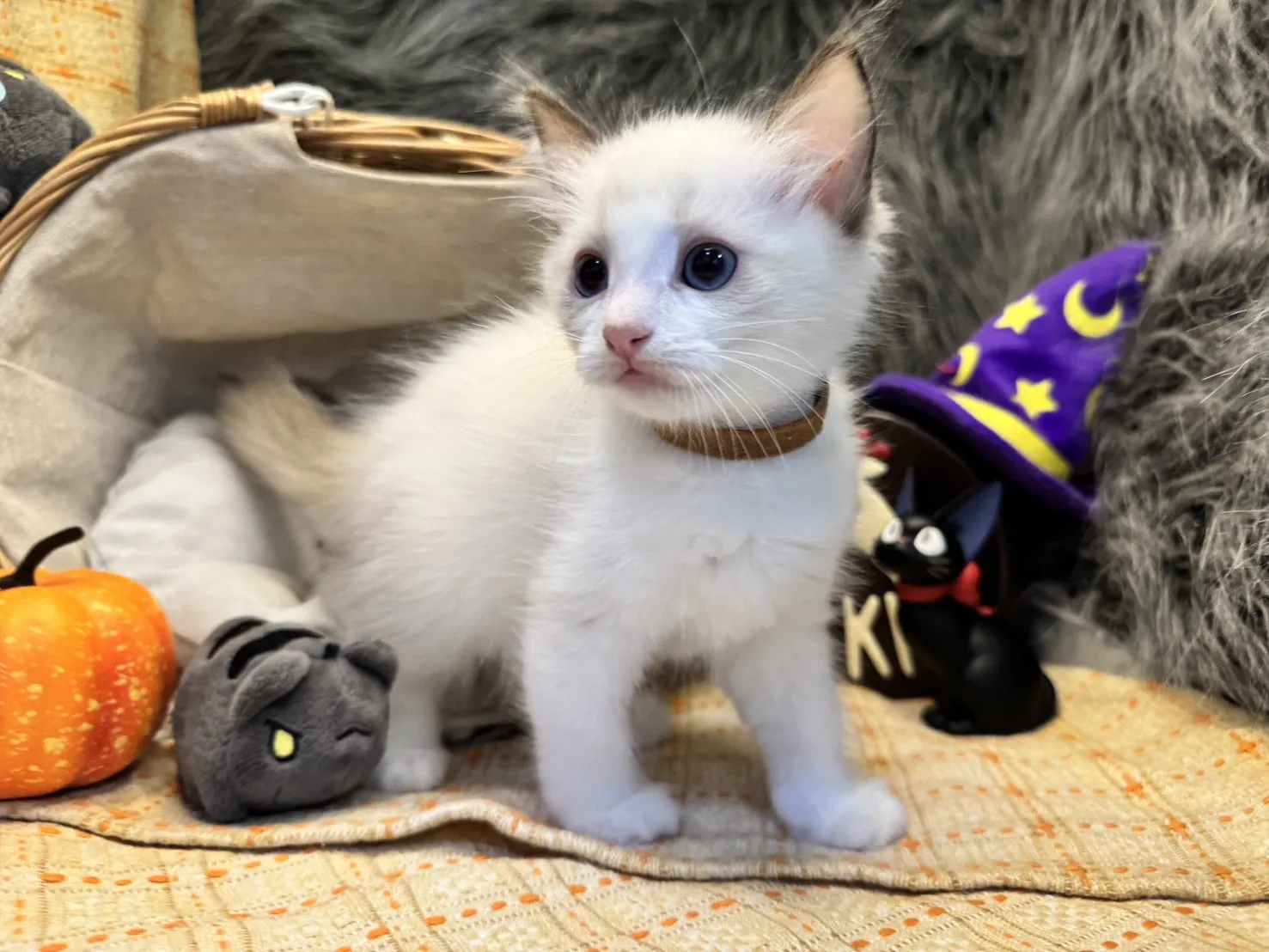 海雙布偶貓妹妹 - 琉璃