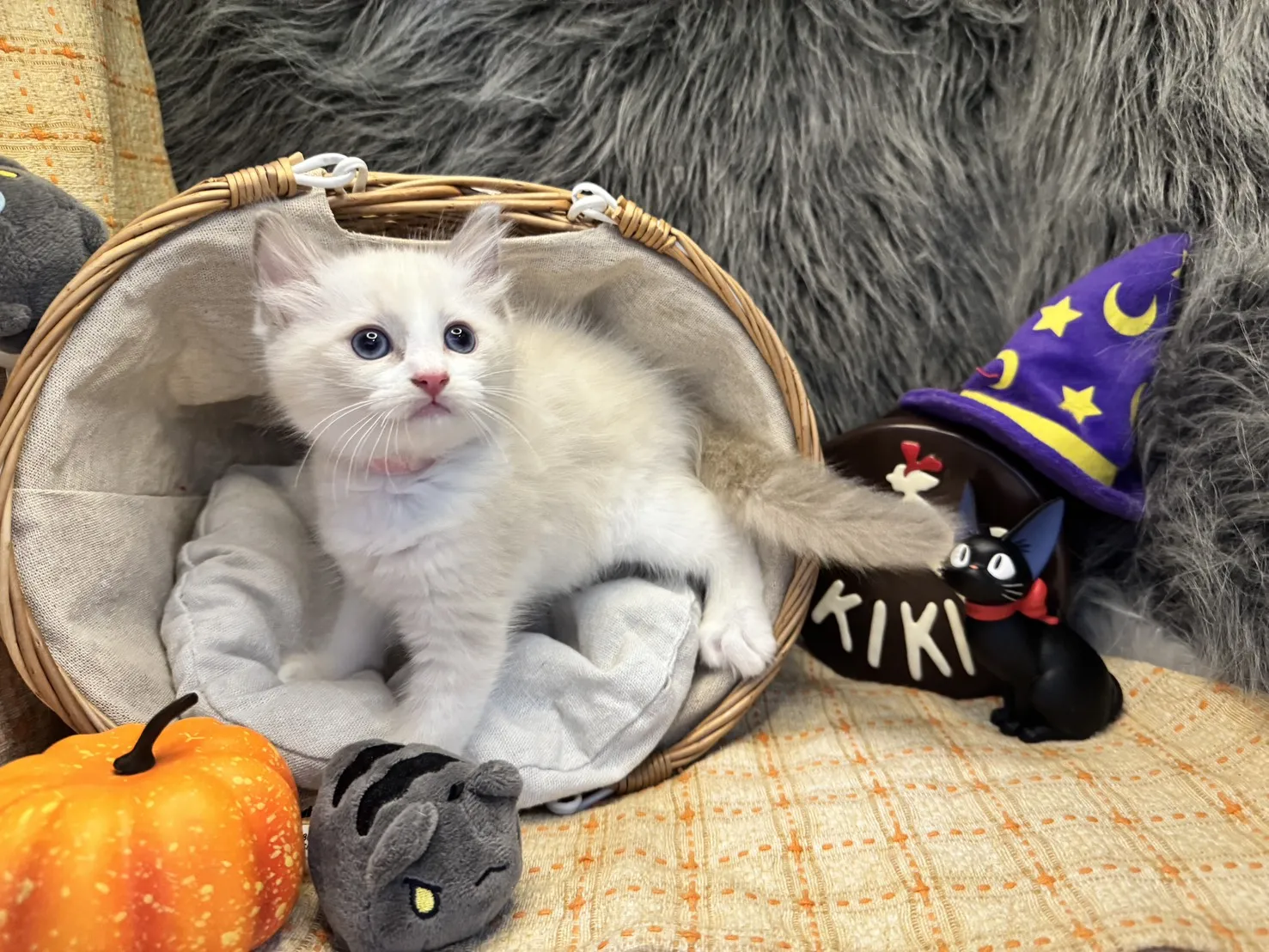 海雙布偶貓妹妹-樂寶