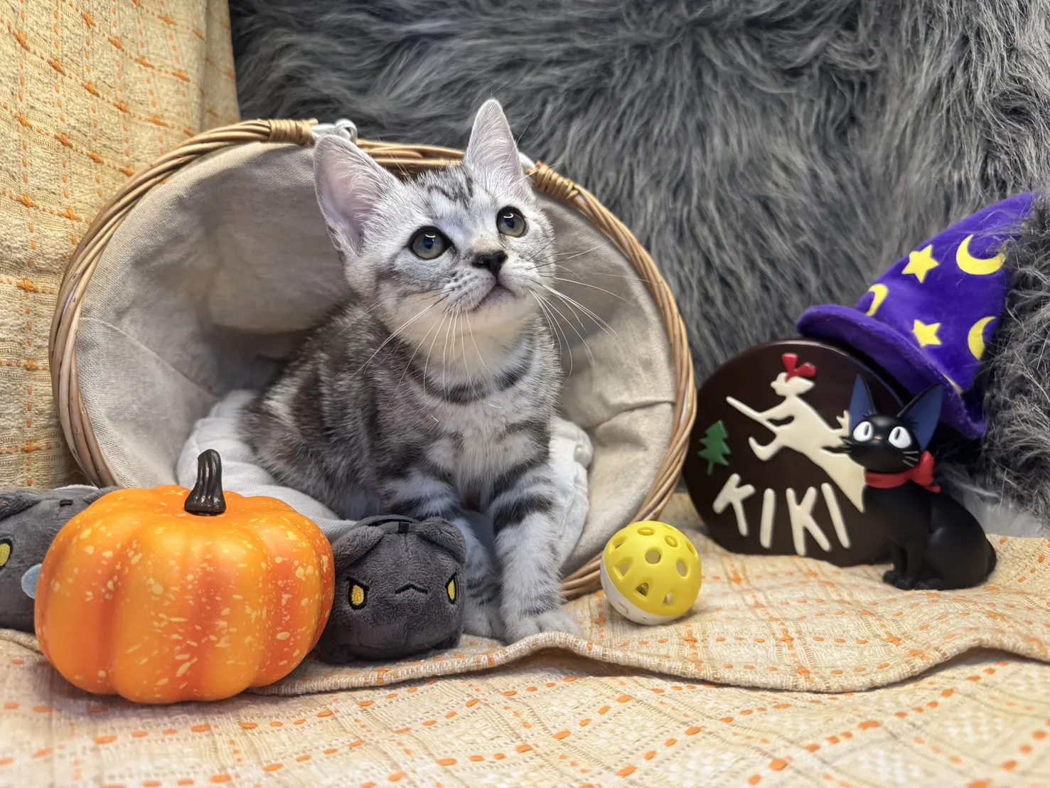 美國短毛貓妹妹｜銀白色的小甜心(美式)