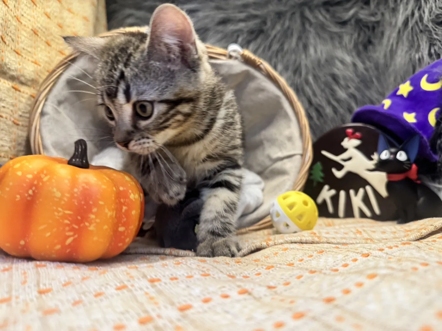 美國短毛貓弟弟｜貪吃寶寶「榛果」(淺古銅色)