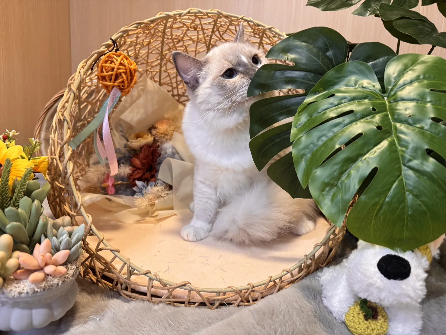 藍重點流星手套色弟弟-小光