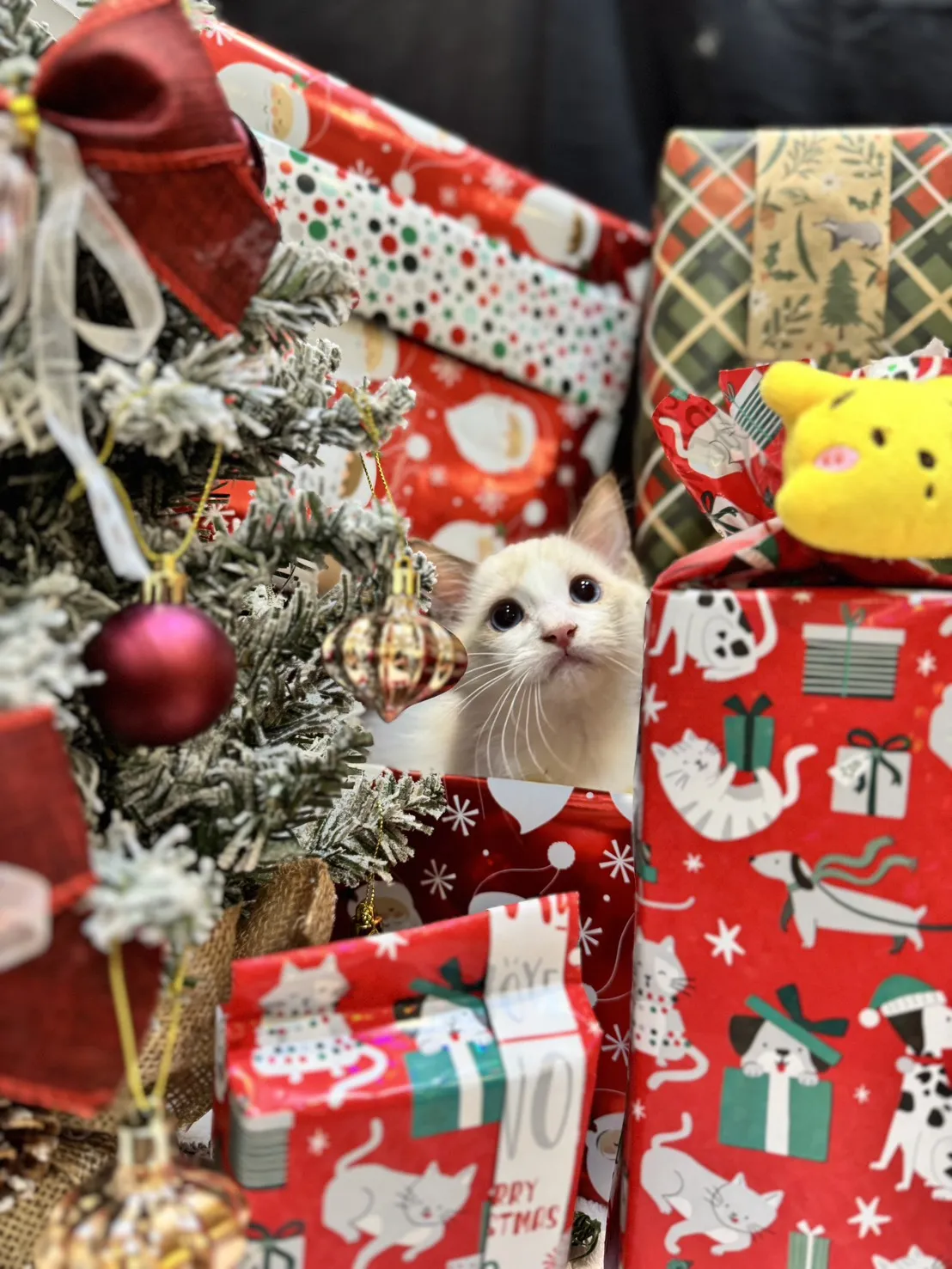 海雙布偶貓妹妹-桐月