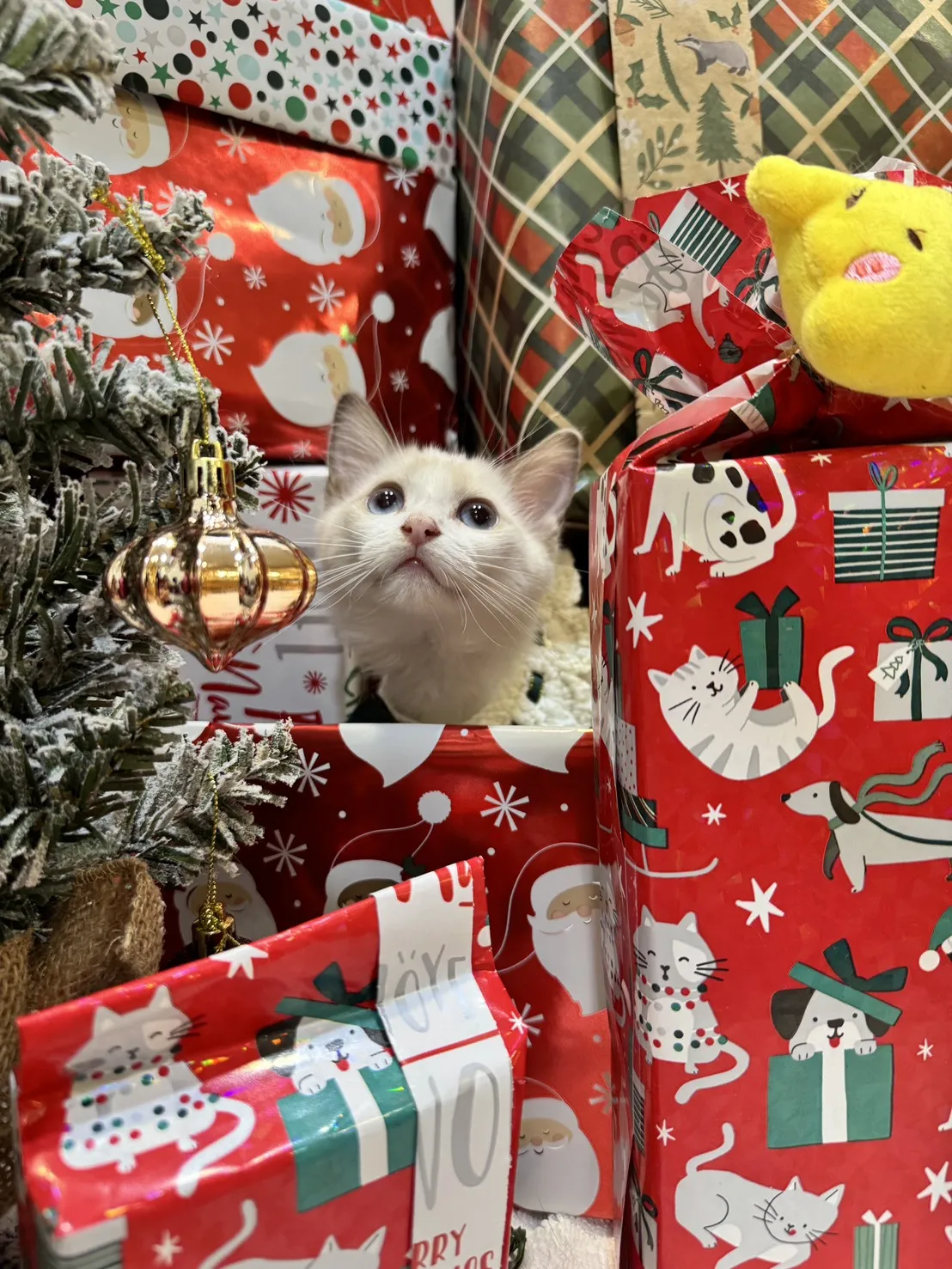 海雙布偶貓妹妹 - 花月