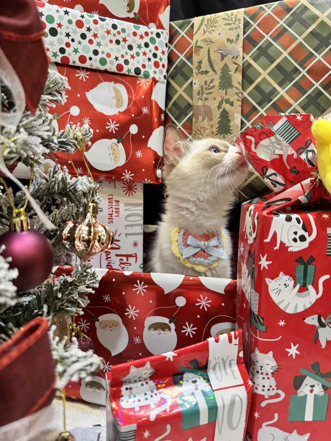 海雙布偶貓妹妹 - 冬月