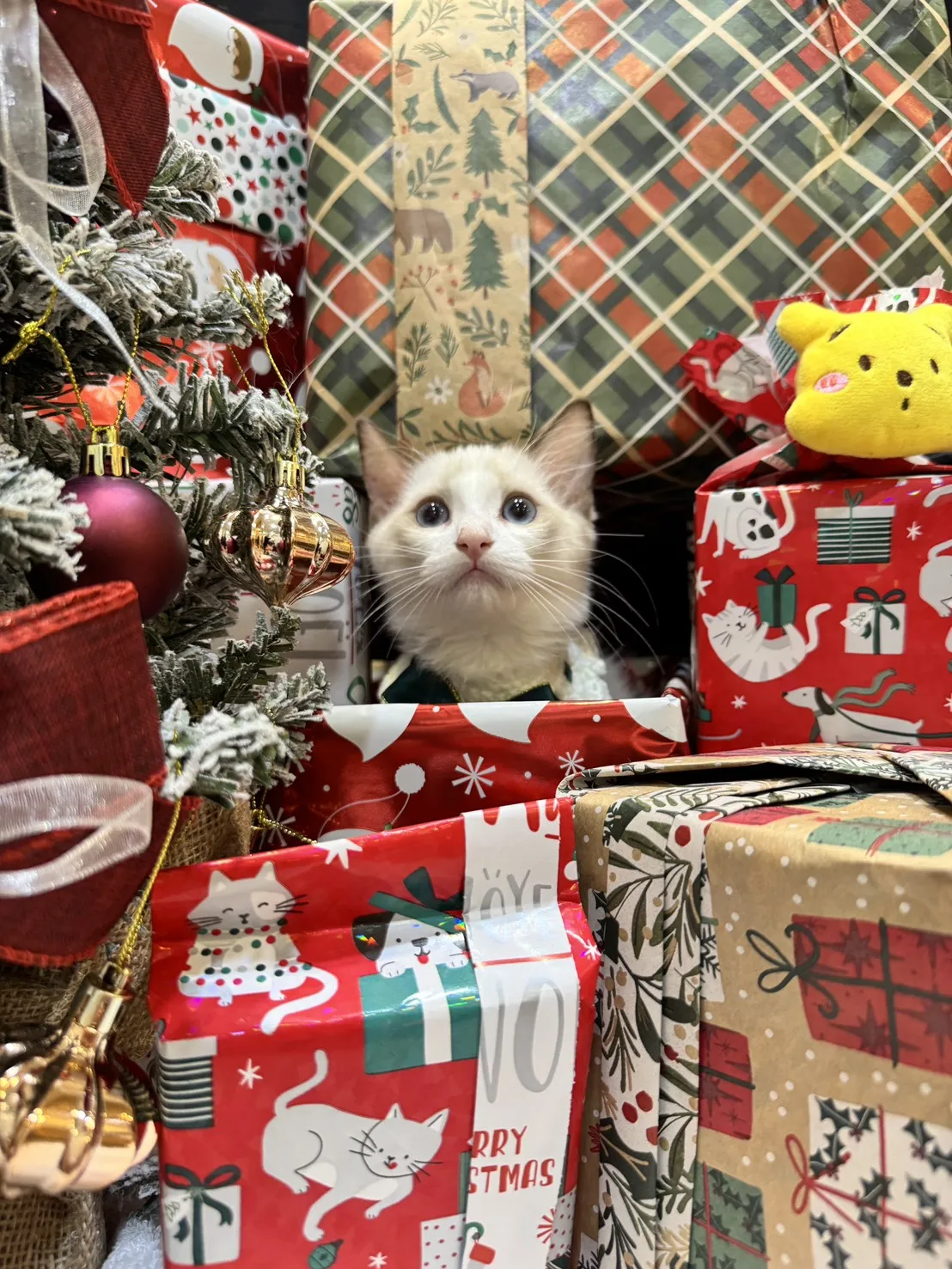 海雙布偶貓妹妹 - 琉璃