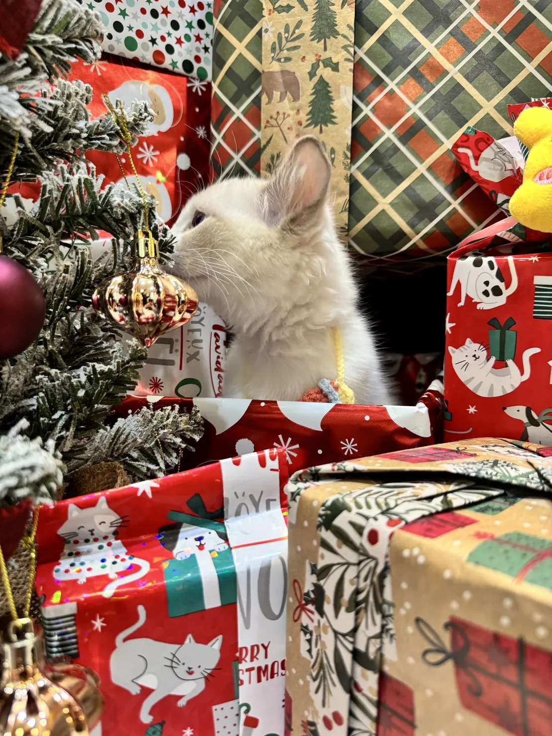 海雙布偶貓弟弟 - 安寶