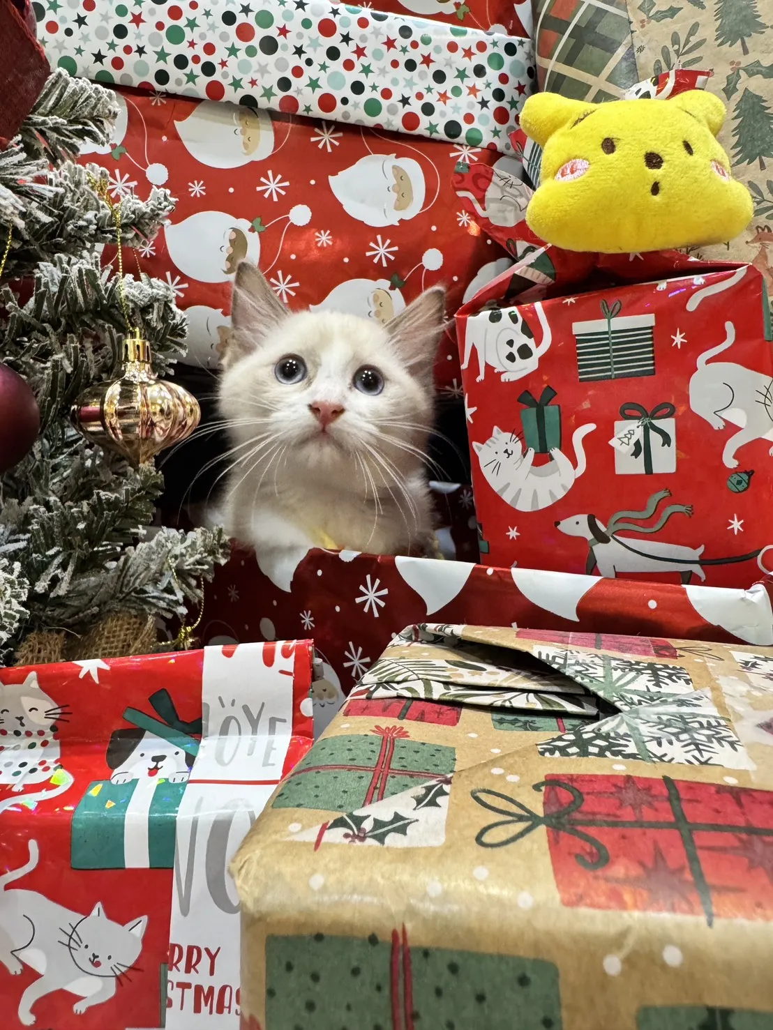 海雙布偶貓妹妹-樂寶