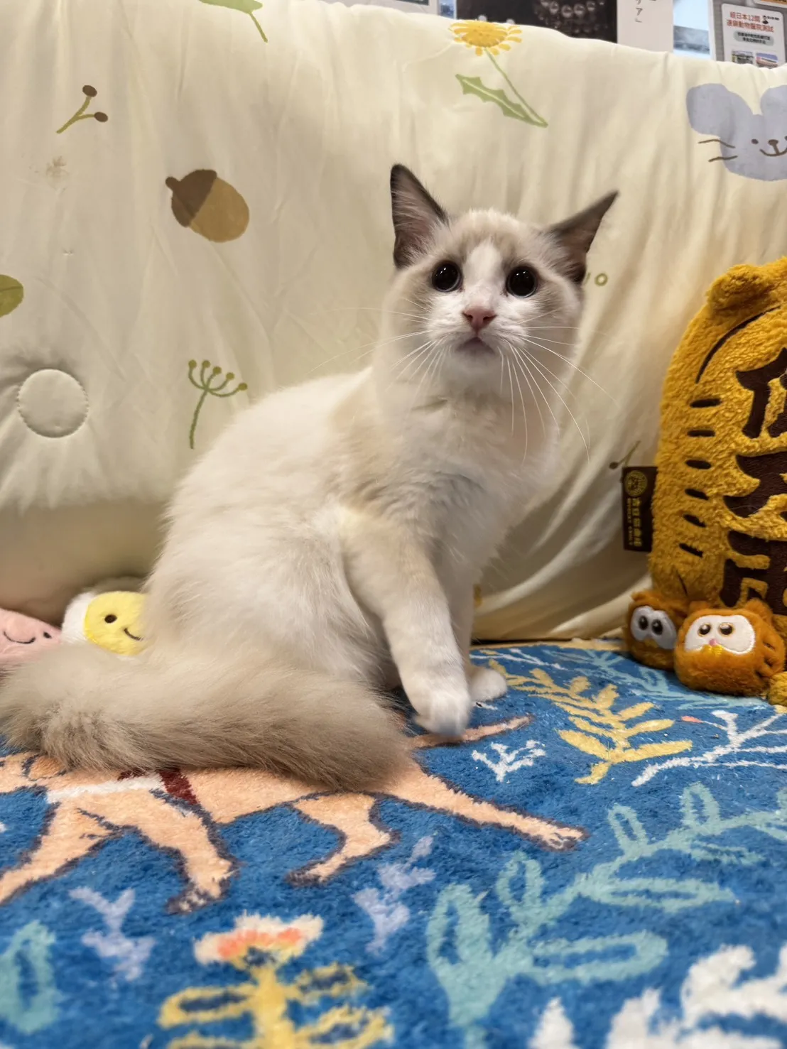 海雙布偶貓妹妹 - 花月