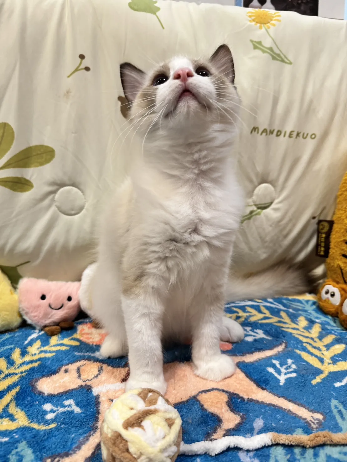 海雙布偶貓弟弟 - 安寶