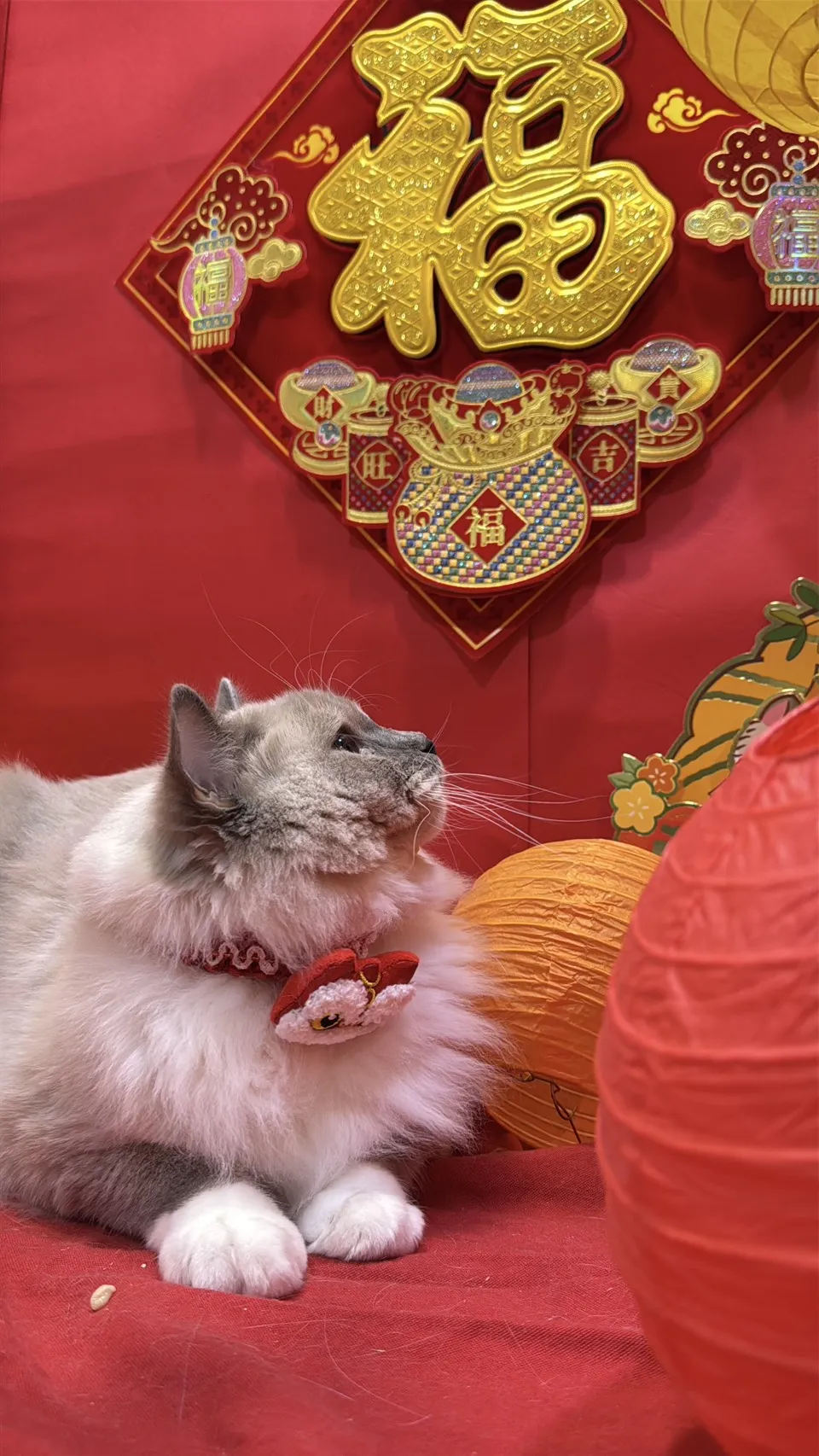 藍重點流星手套色弟弟-小光