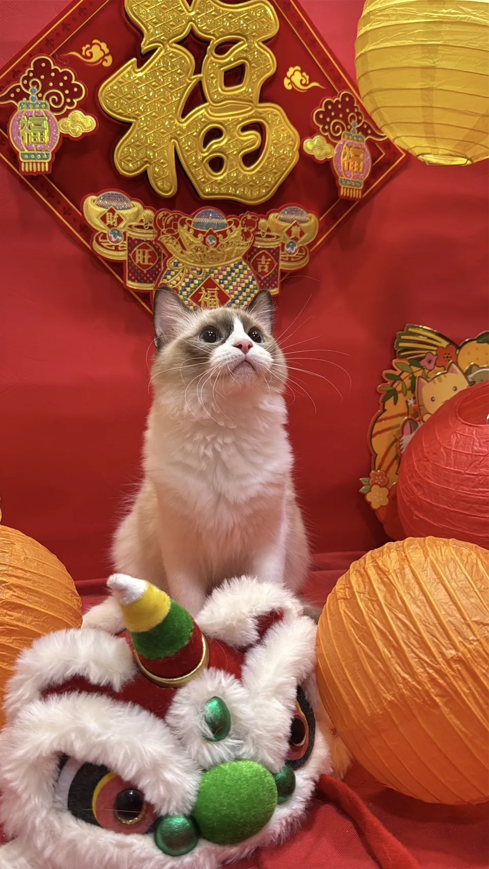 海雙布偶貓妹妹 - 冬月