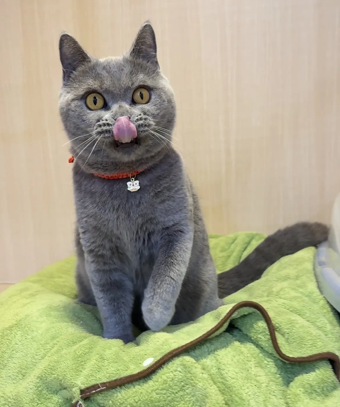 英國短毛貓-淑芬