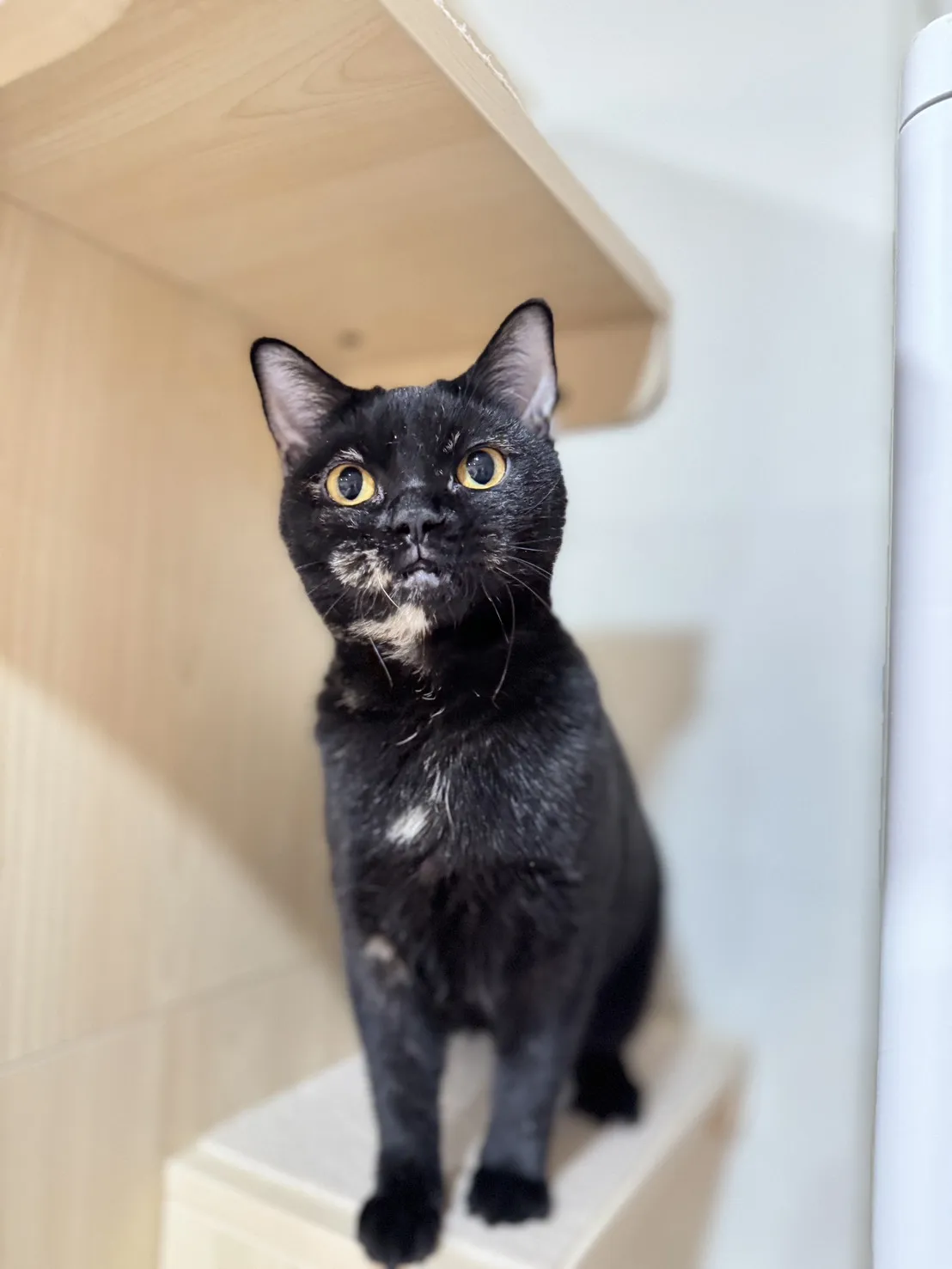 非標準曼赤肯 - 千金