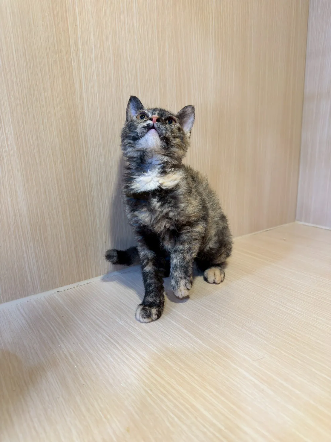 塞爾凱克捲毛貓妹妹 - 芝麻糊 