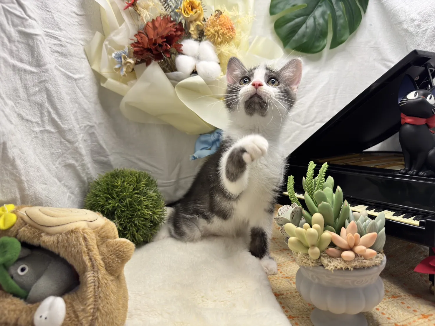 美國短毛貓弟弟-迪多