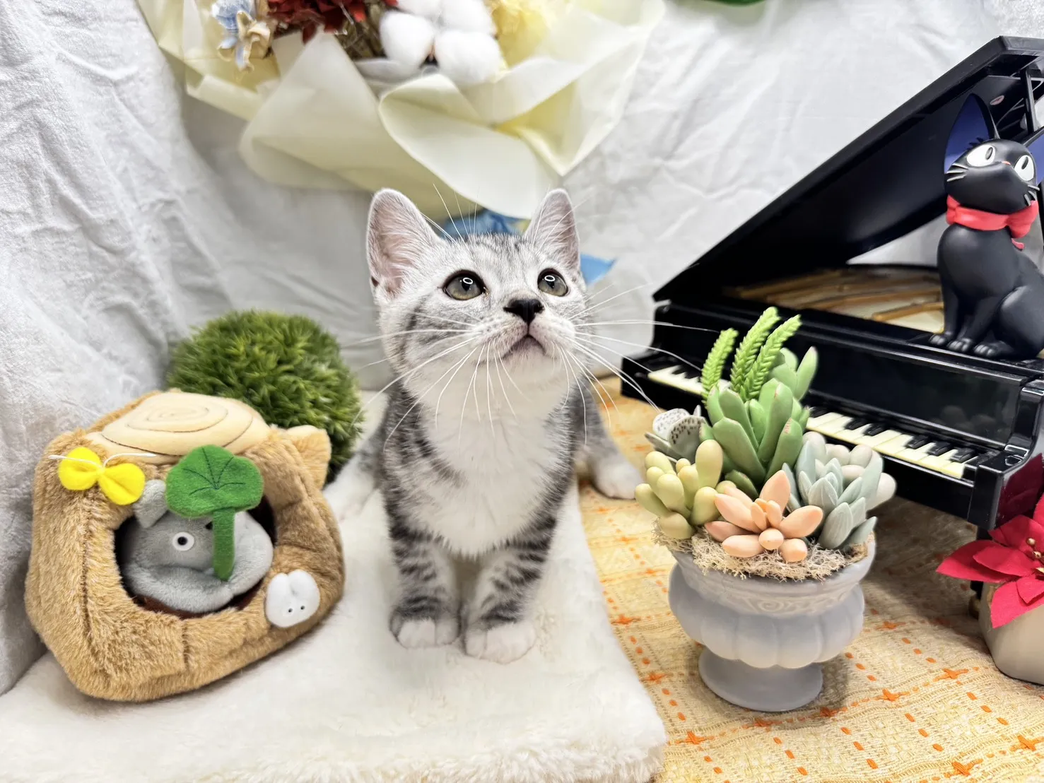 美國短毛貓妹妹-斑比