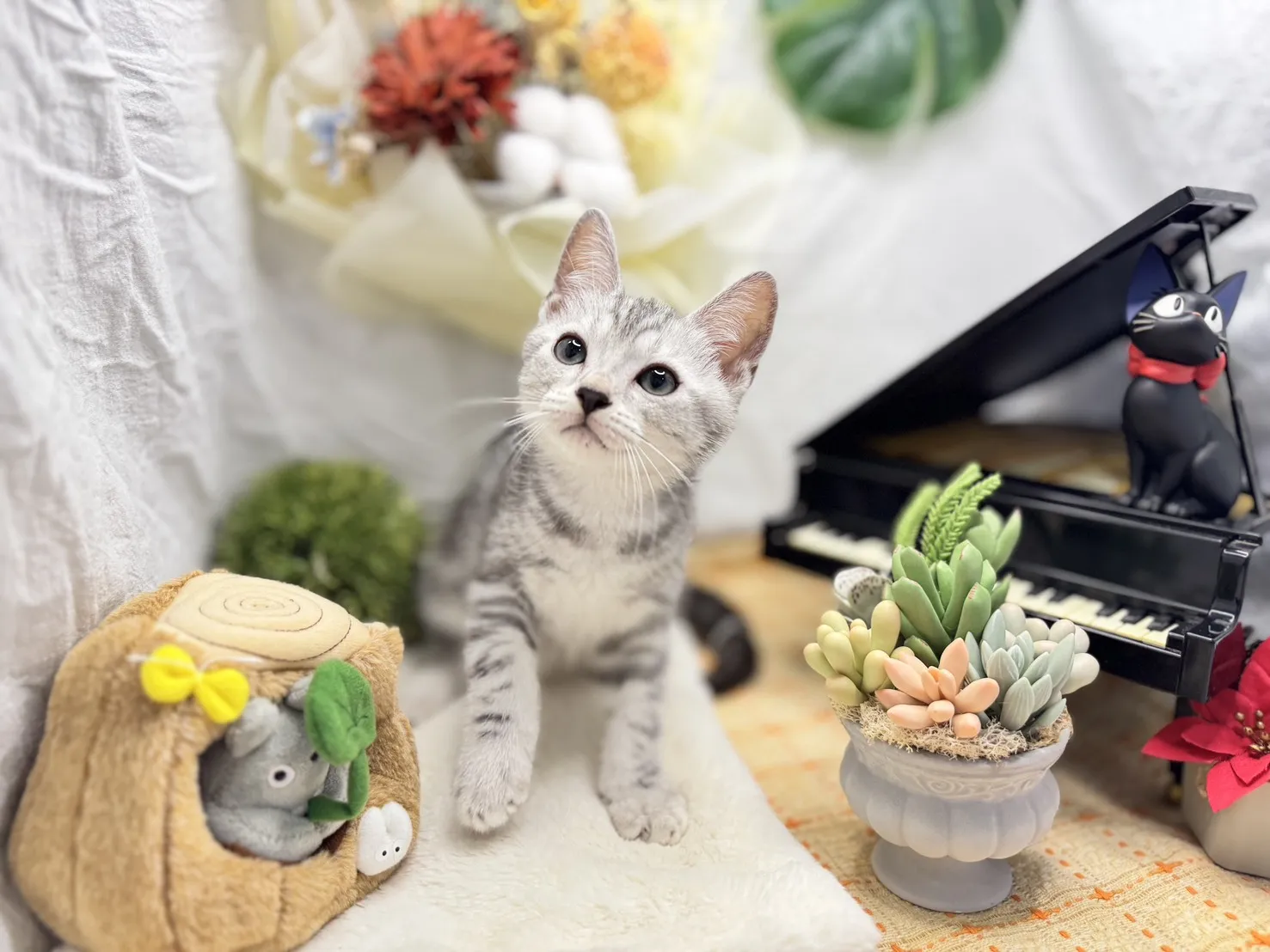 美國短毛貓弟弟-酷比