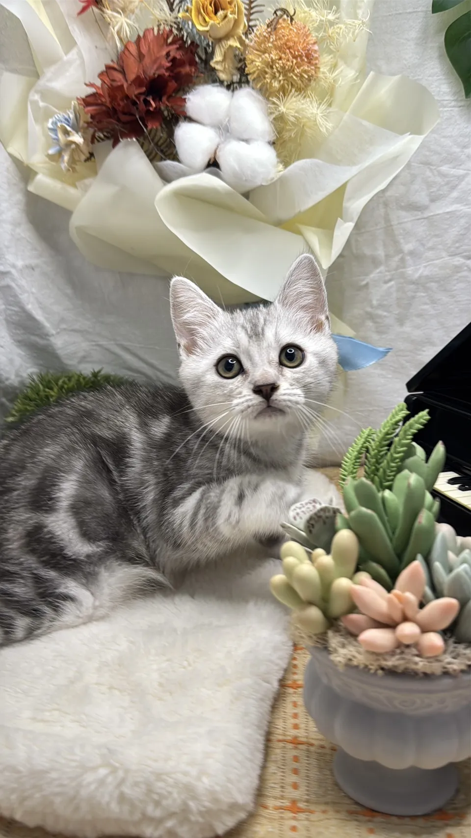 美國短毛貓妹妹-墨雪