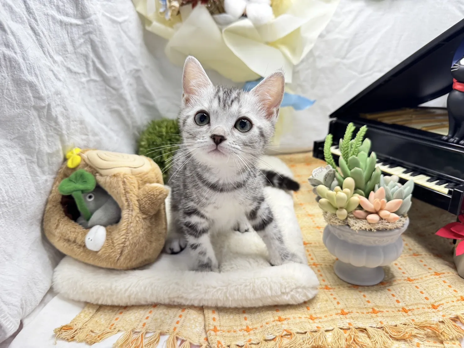 美國短毛貓妹妹-墨寶