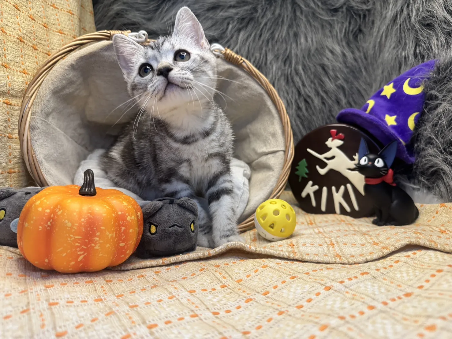 美國短毛貓妹妹｜銀白色的小甜心(美式)