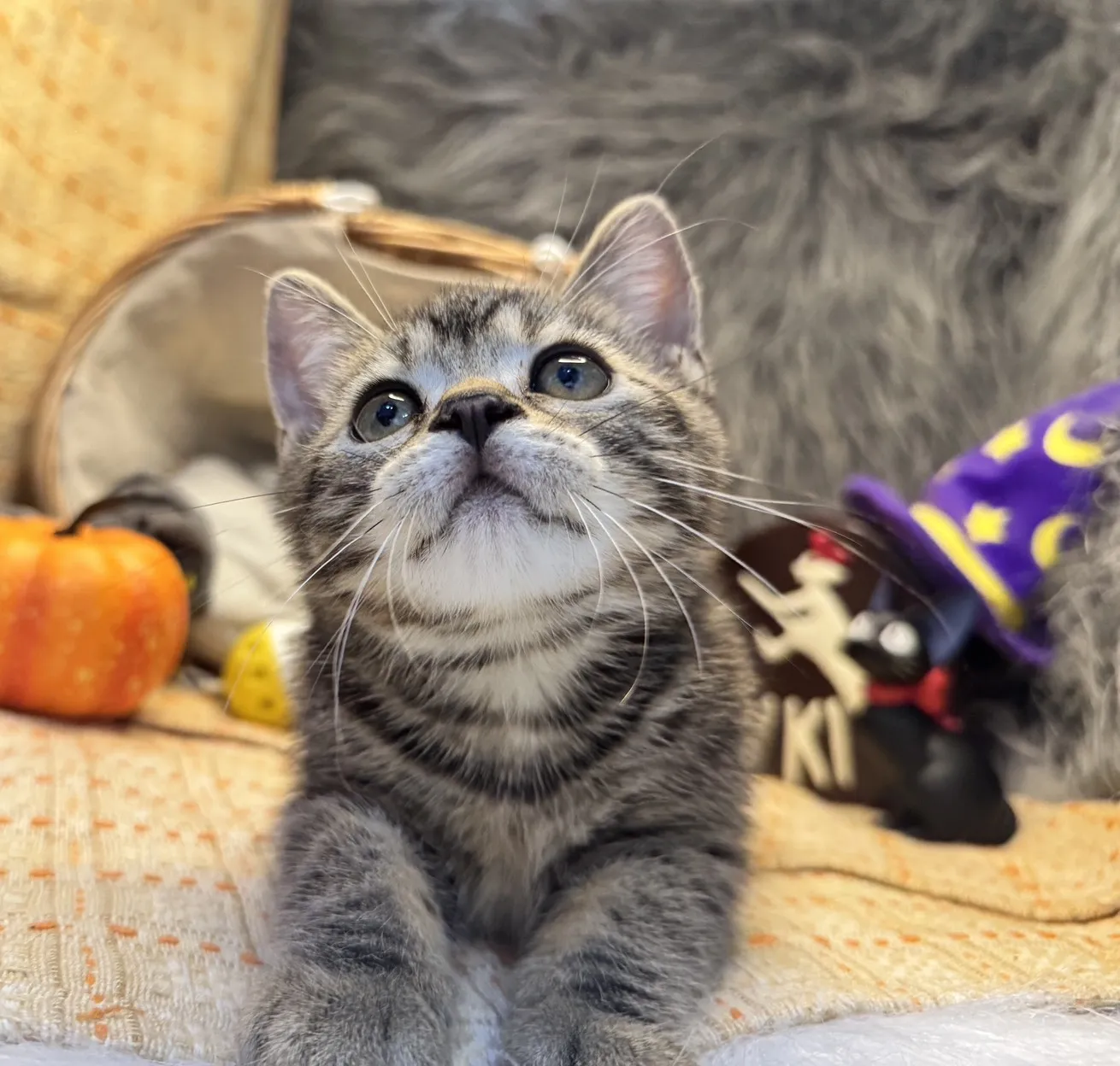 美國短毛貓妹妹｜小小學徒「焦糖」(深古銅色)