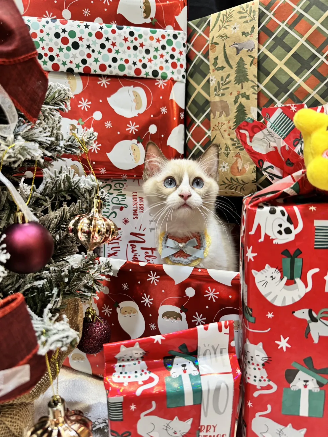 海雙布偶貓妹妹 - 冬月