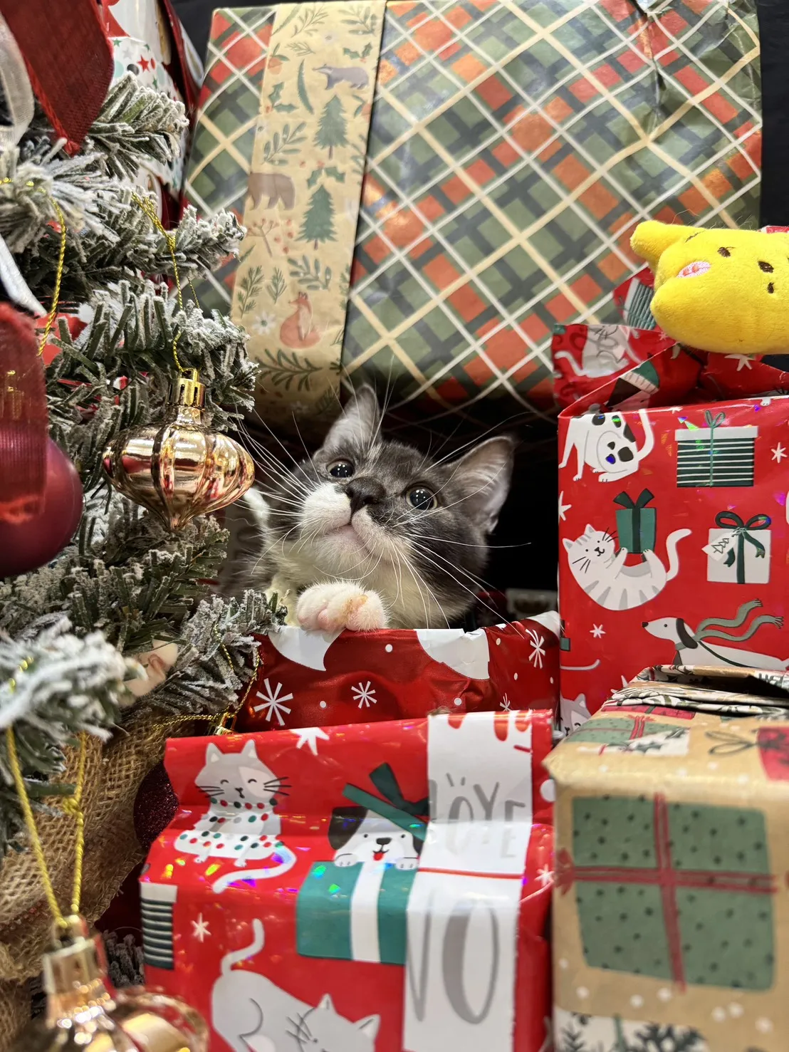 美國短毛貓弟弟｜小蝙蝠俠(煙燻加白)