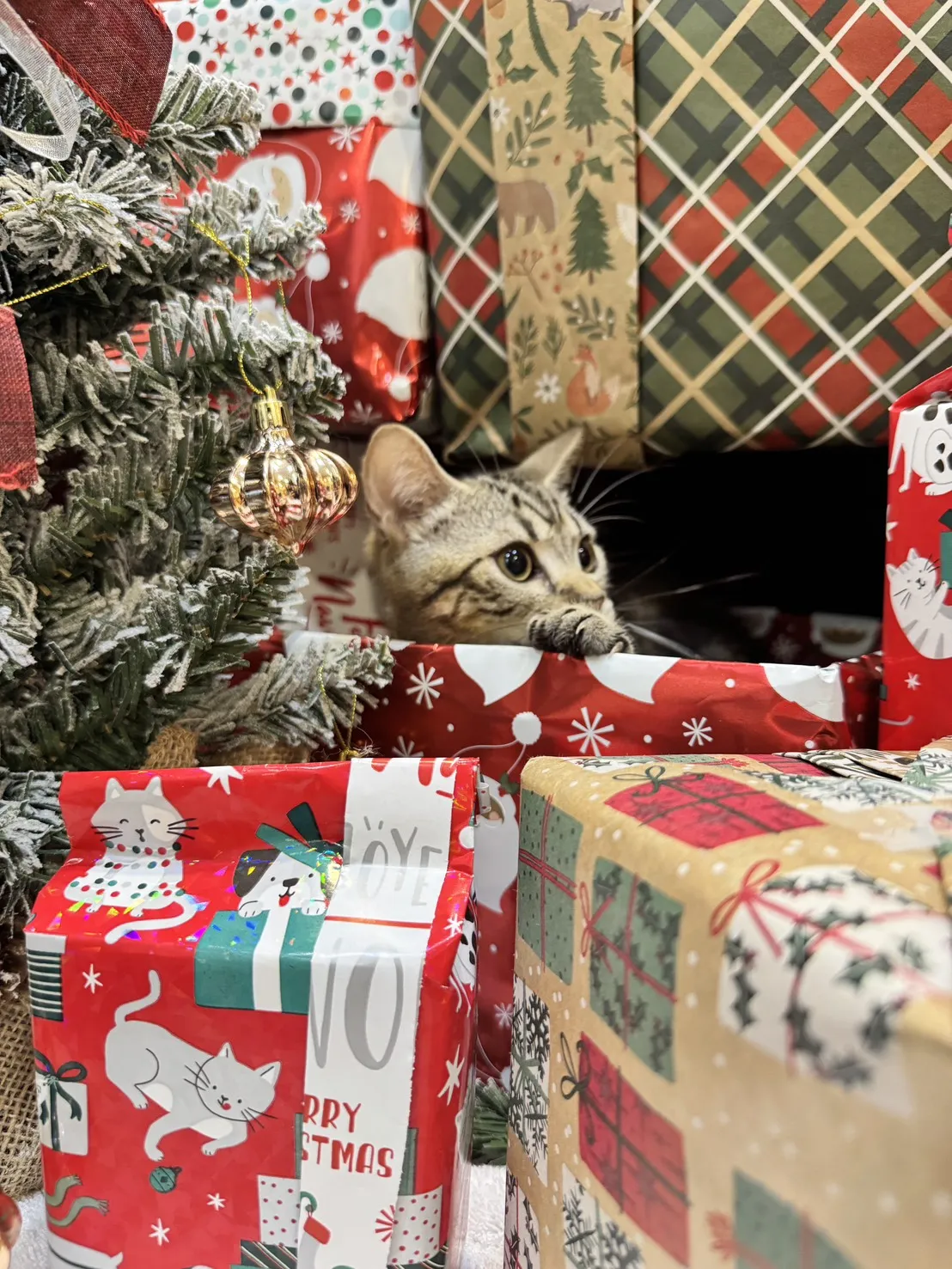 美國短毛貓弟弟｜貪吃寶寶「榛果」(淺古銅色)