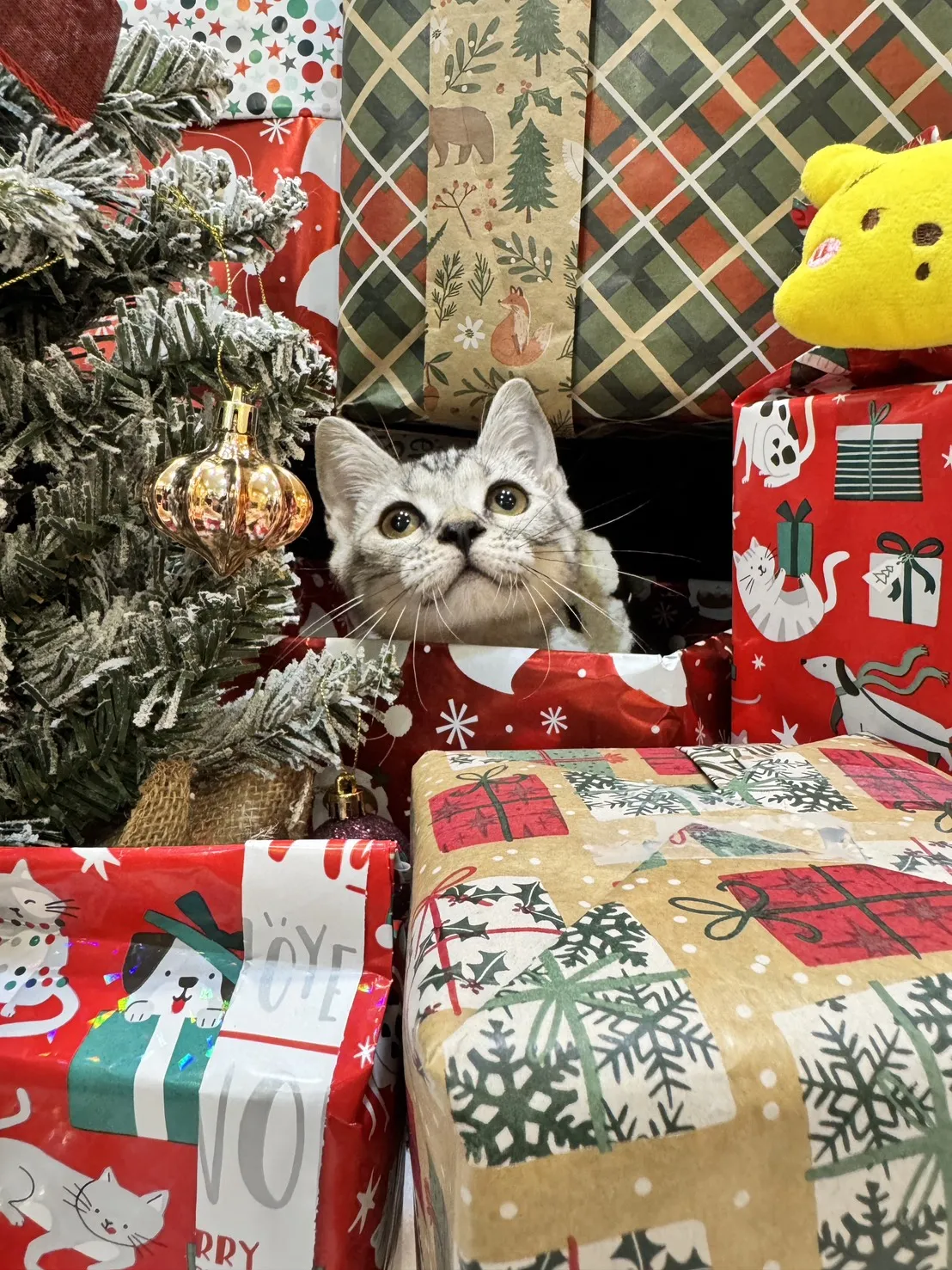 美國短毛貓妹妹｜銀白色的小甜心(美式)