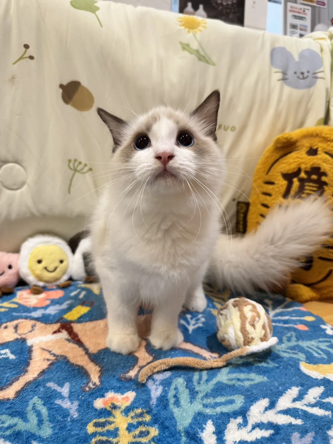 海雙布偶貓妹妹 - 琉璃