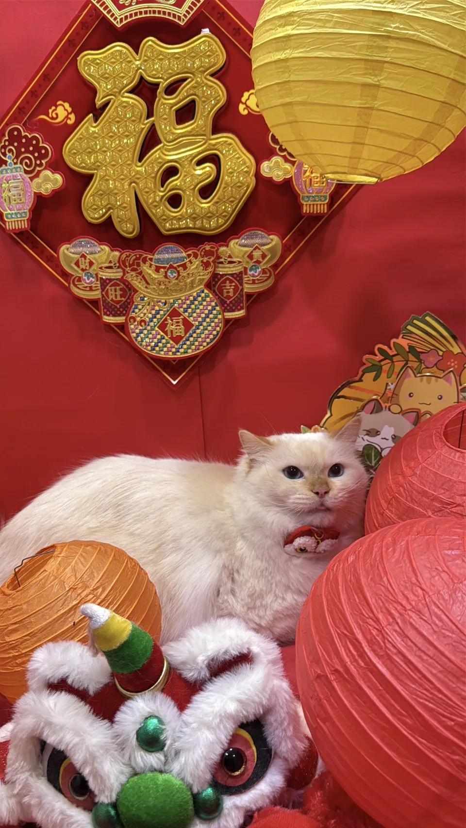 重點色布偶貓 - 薯圓