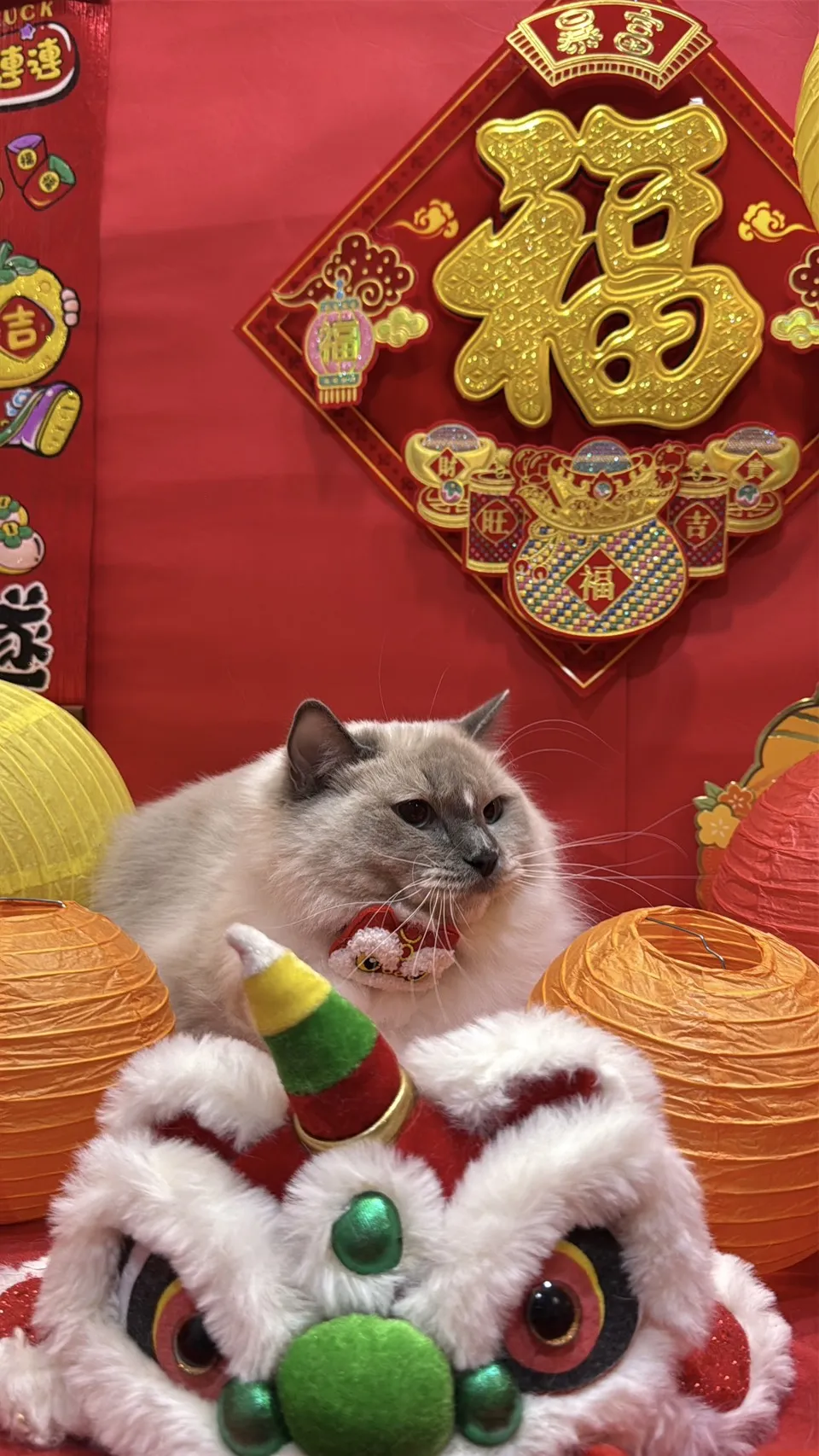 藍重點流星手套色弟弟-小光