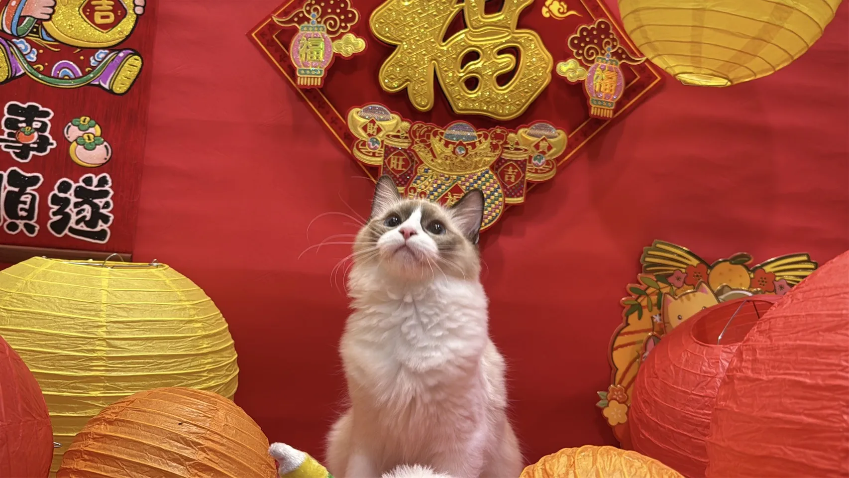 海雙布偶貓妹妹 - 冬月