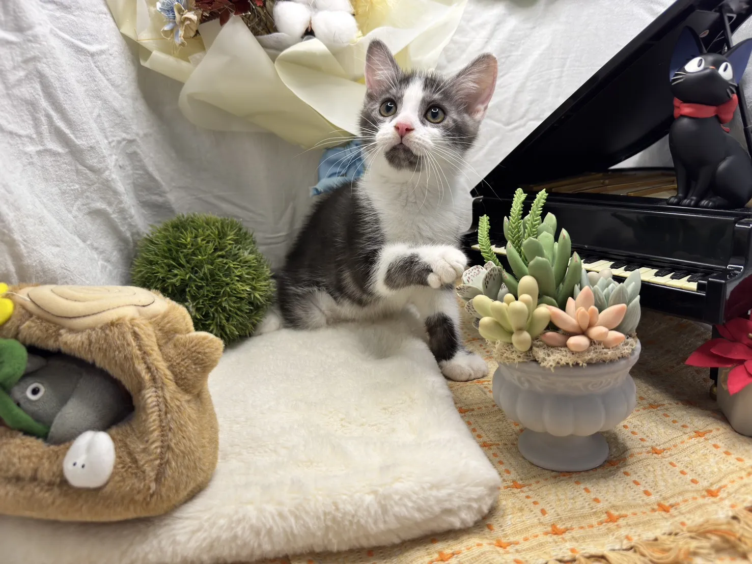 美國短毛貓弟弟-迪多