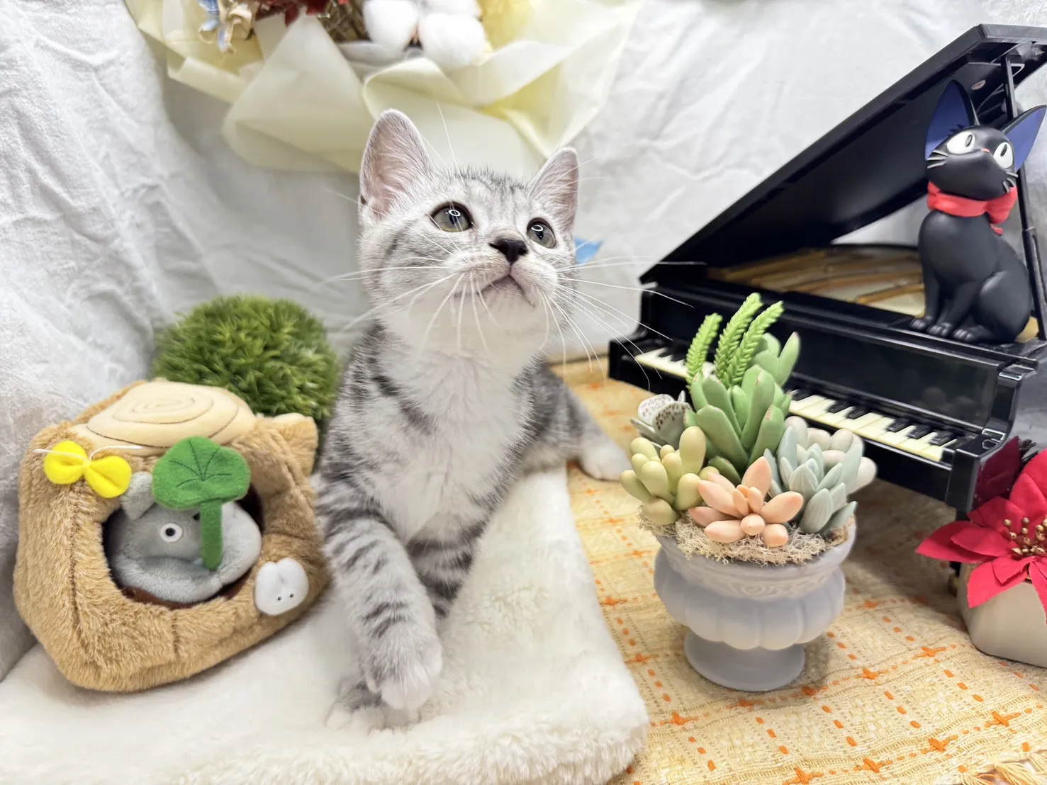 美國短毛貓妹妹-斑比