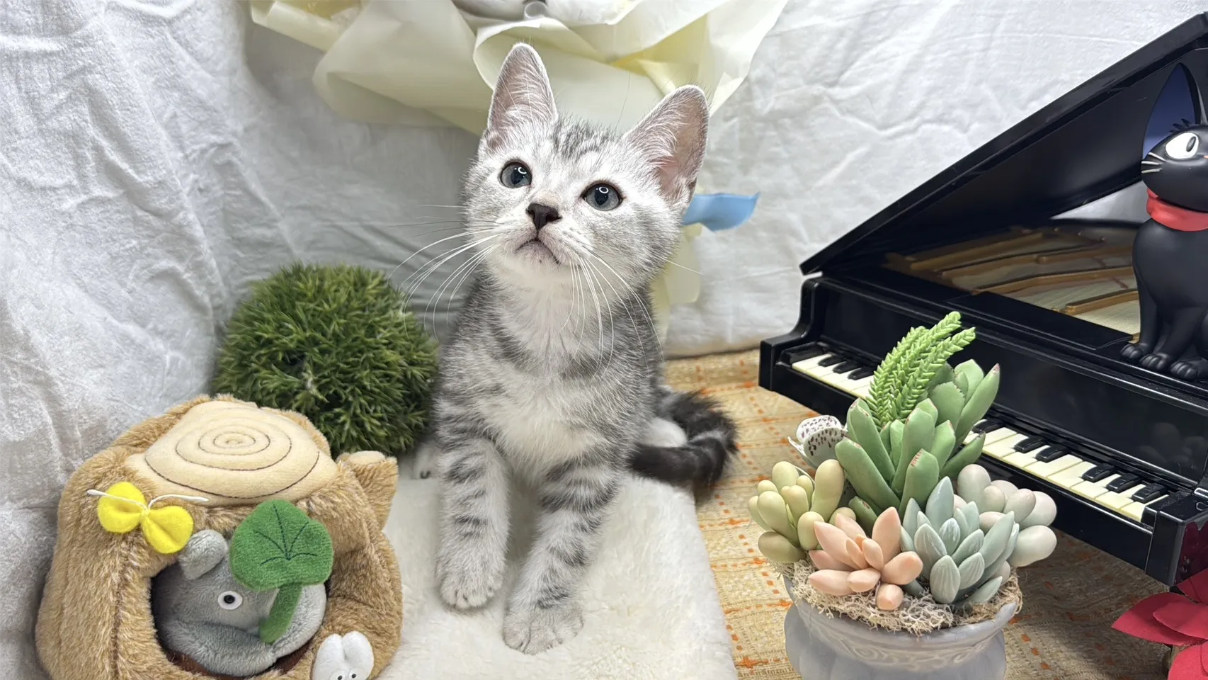 美國短毛貓弟弟-酷比