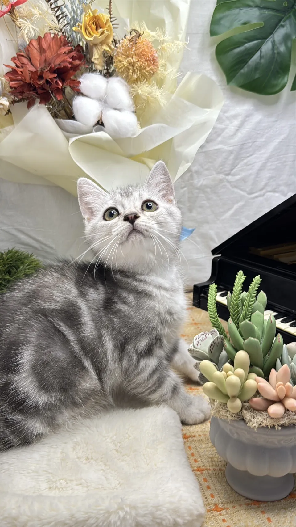 美國短毛貓妹妹-墨雪