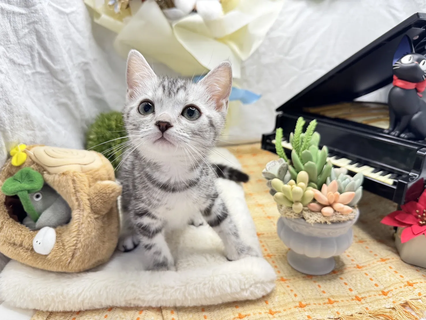 美國短毛貓妹妹-墨寶